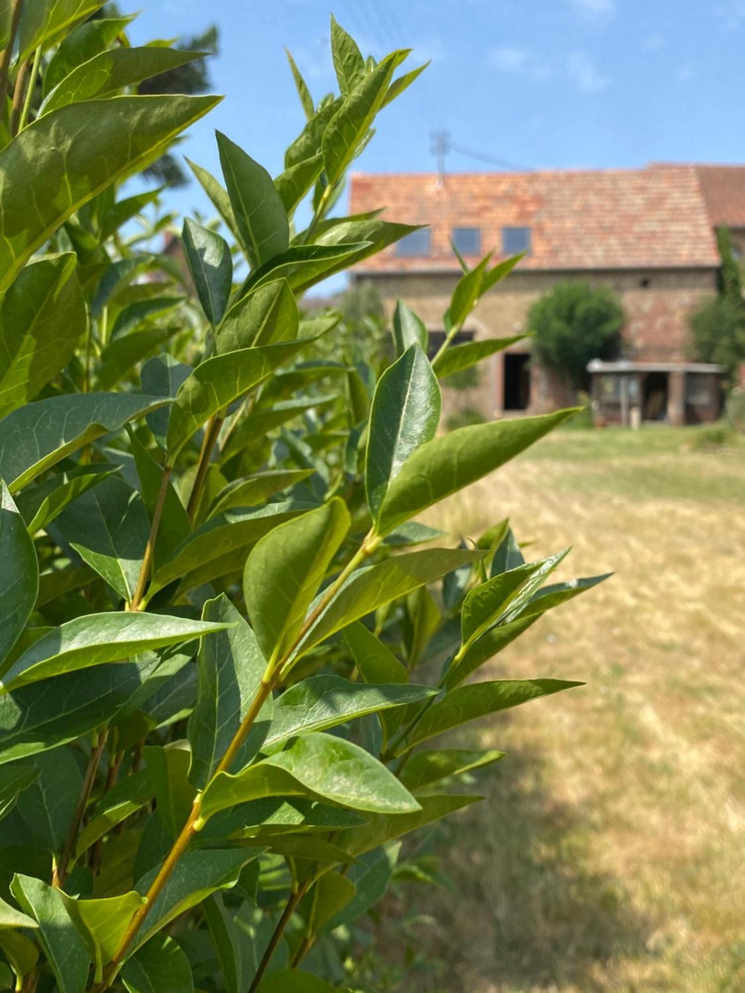 Zum Schockelgaul Gaestehaus Forst an der Weinstrasse ภายนอก รูปภาพ